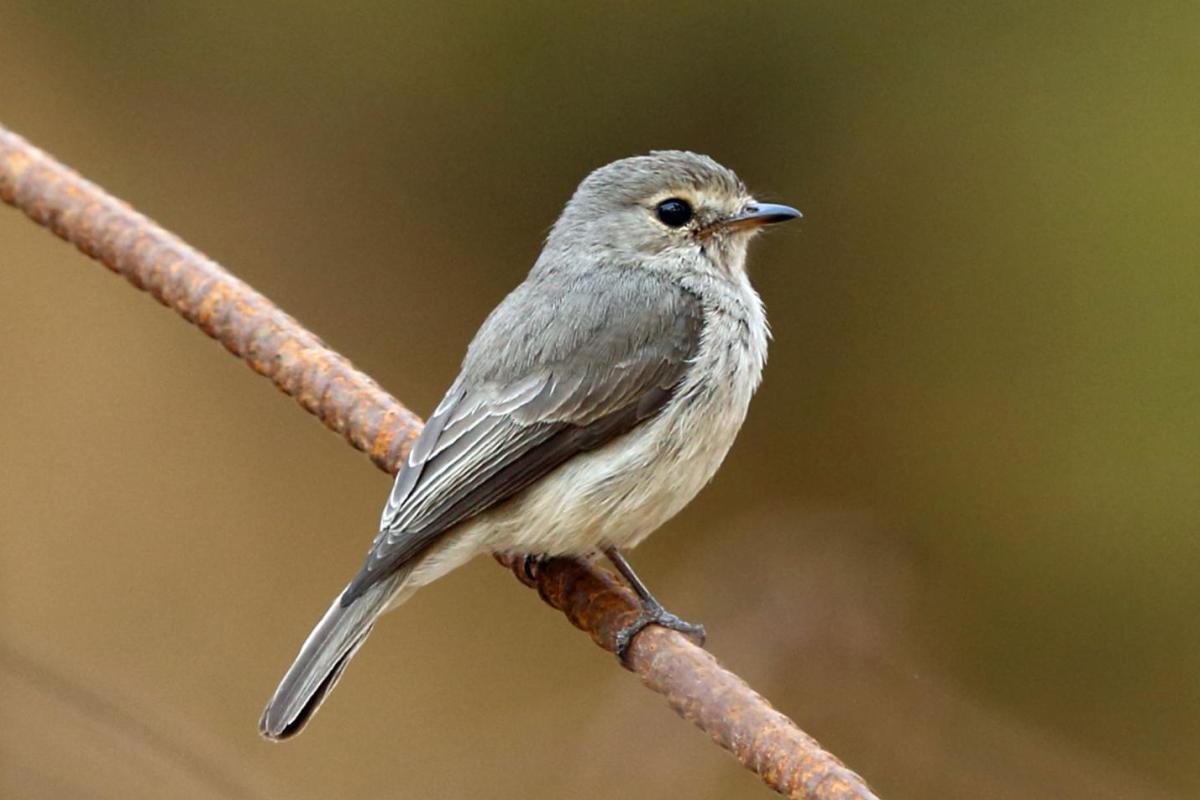 Dusky Flycatcher